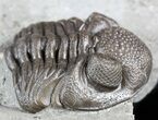 Wide, Partial Eldredgeops Trilobite - Ohio #55459-5